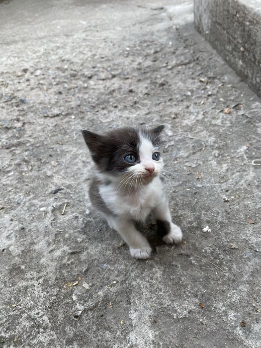 Котята отдам бесплатно