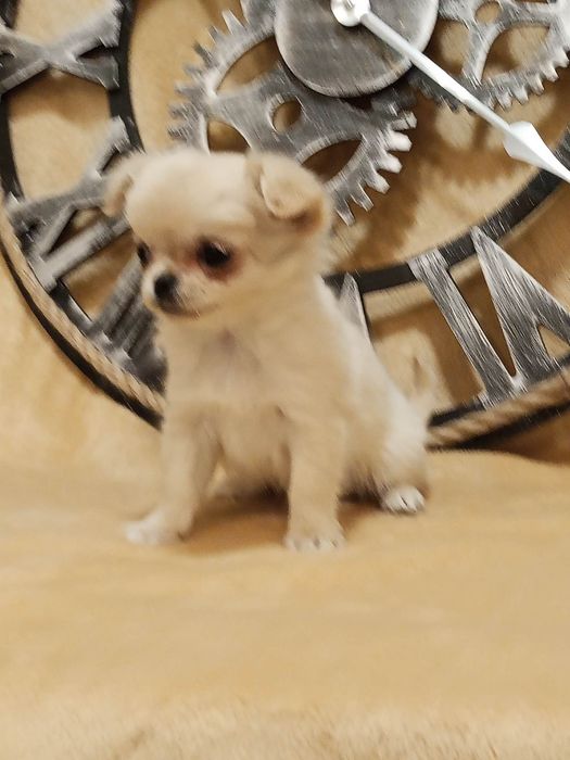 Chihuahua suczka długowłosa