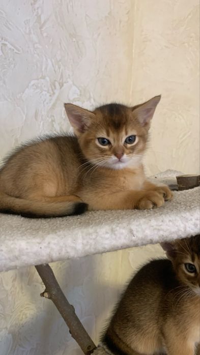 Продам абіссинських кошенят