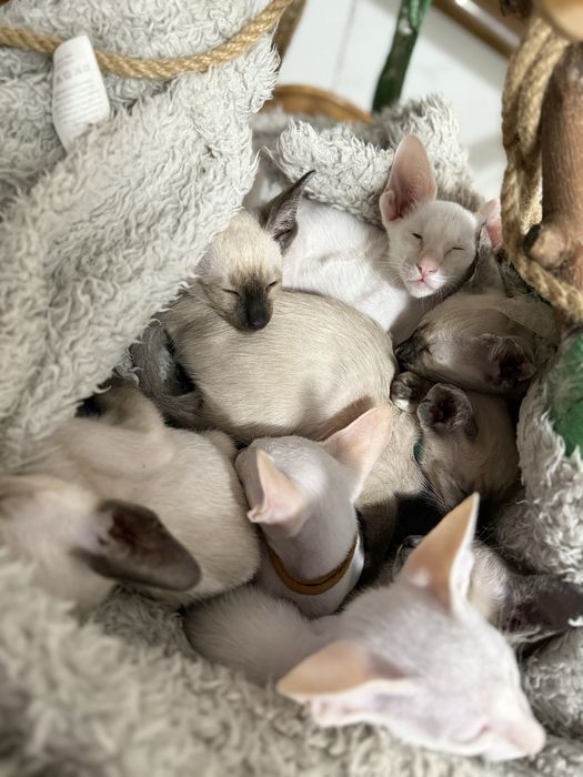 Орієнтал. Орієнтальні кошенята. Ориенталы. Сил поинт