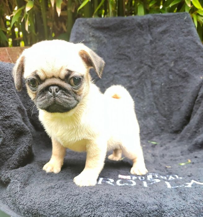Pug Carlin com Lop