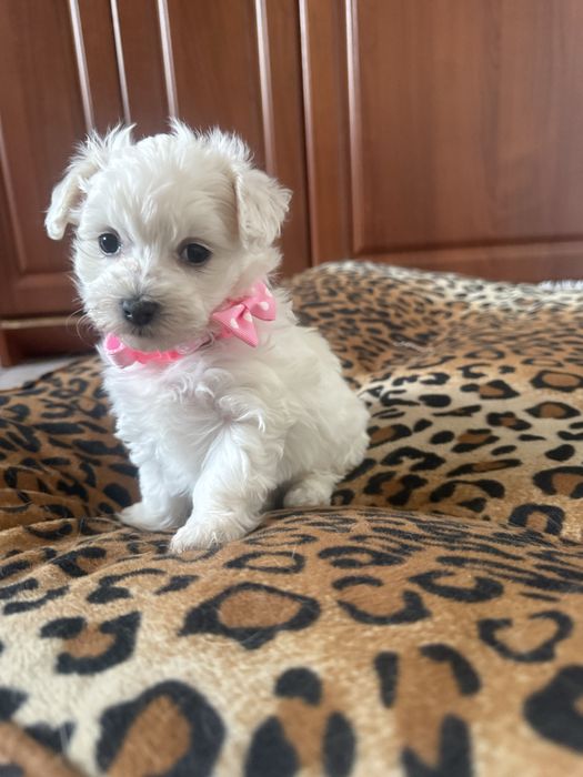 Śliczne maltańczyki