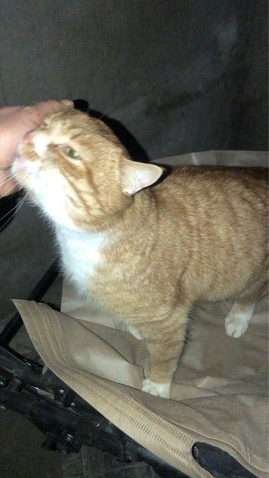 Шикарний котик в люблячу родину