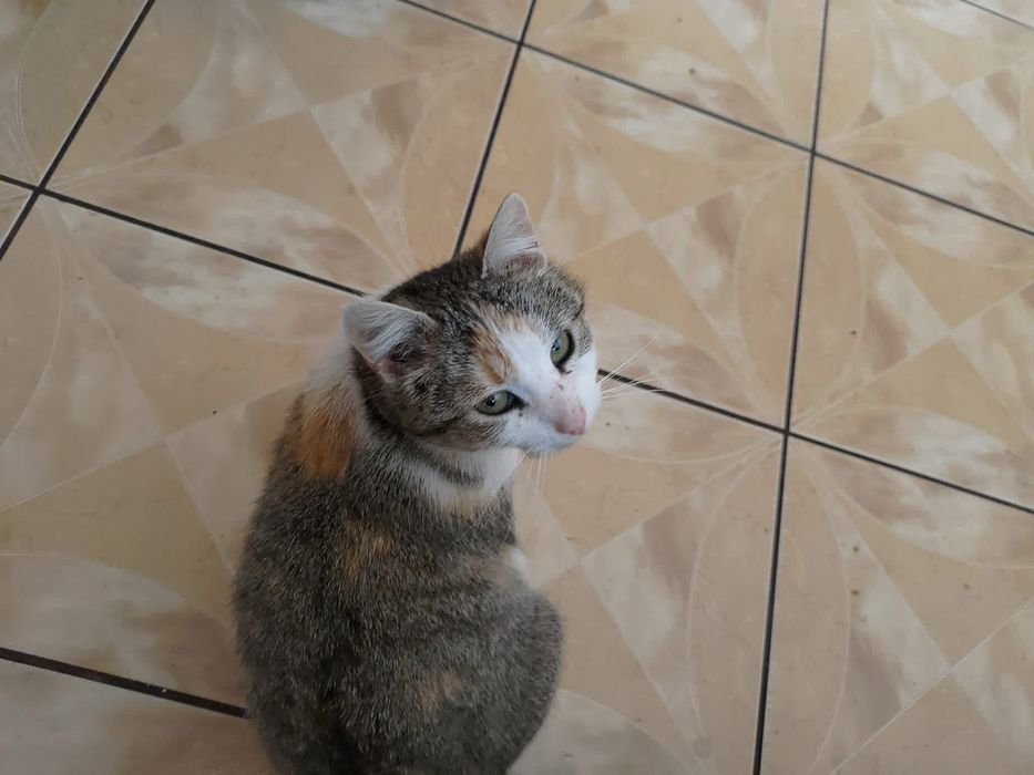 Adopcja kotków! PILNIE
