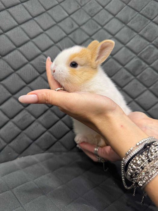 Масики мини кролясики - мини кролик голландец и англиец