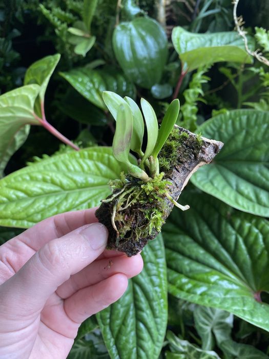 Мініатюрна орхідея Sophronitis wittigiana syn rosea