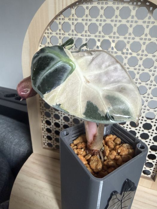 Alocasia alokazja baloon heart pink variegata bulwa