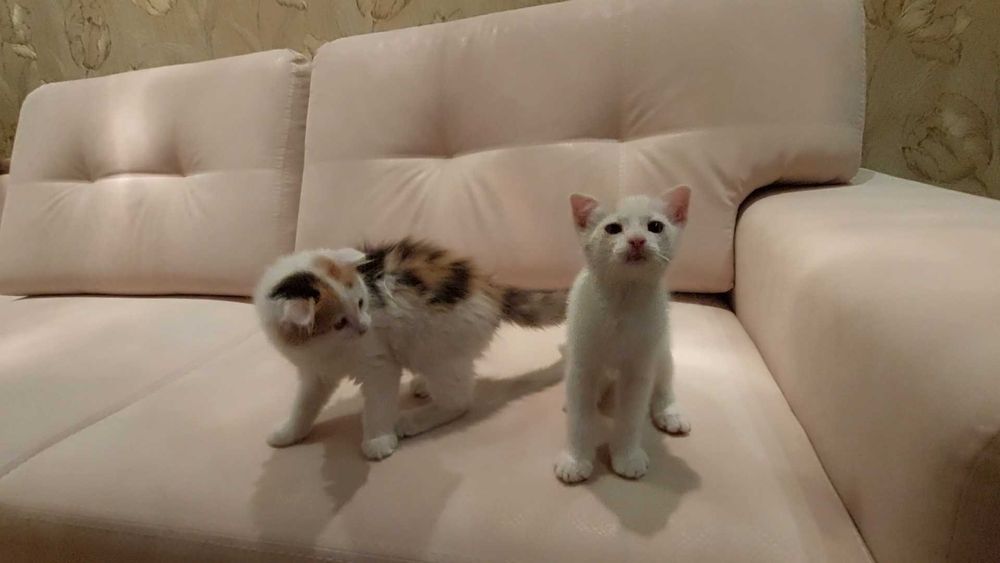 Кошенята в добрі руки