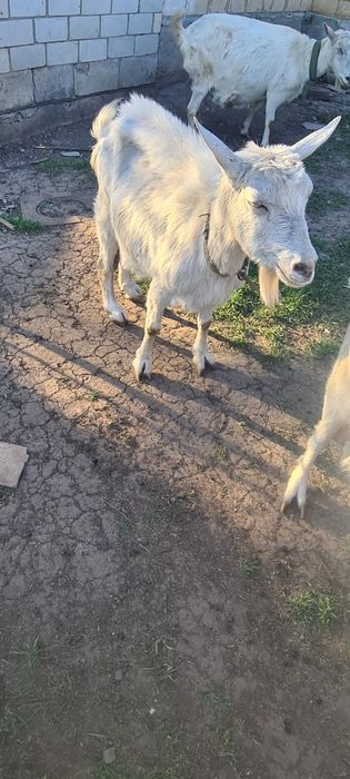 Дойні кози Зааненські