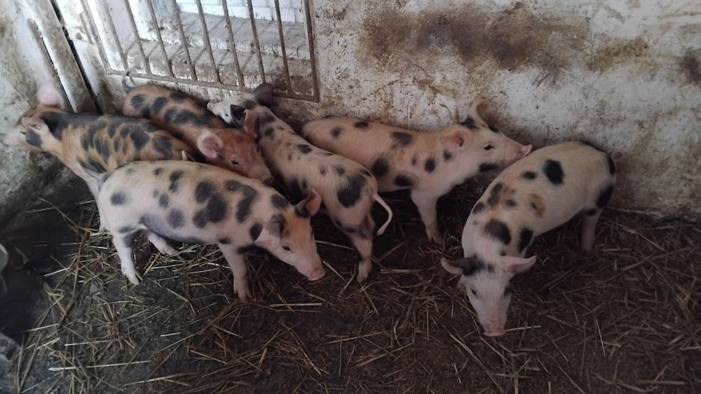 Продаються поросята