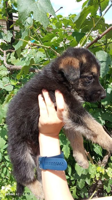 Цуценята вівчарки