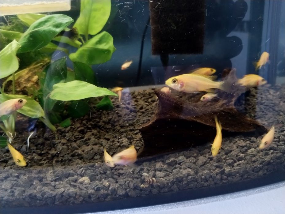 Ryby Aulonocara sp. Fire fish