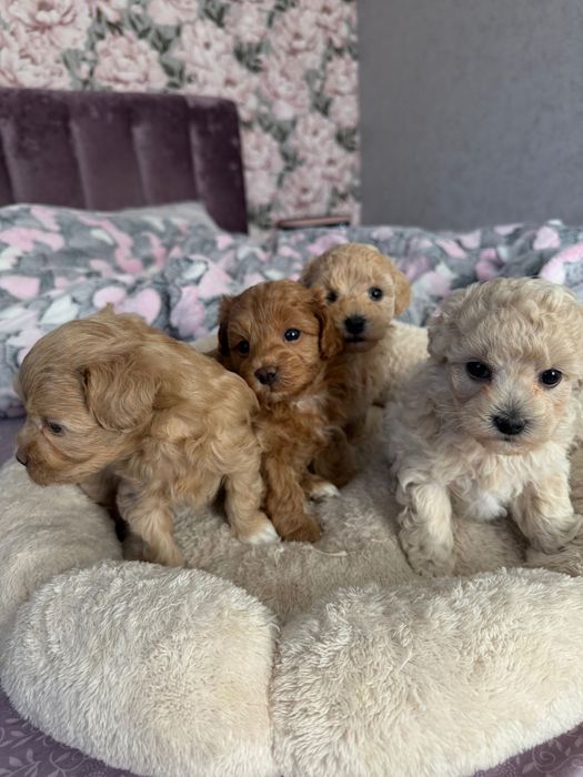 Собака мальтіпу, цуценята