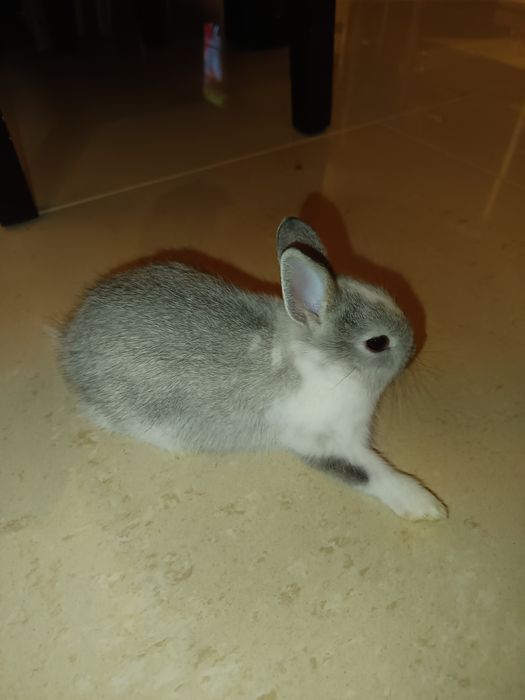 Coelhinha Mini Holandesa