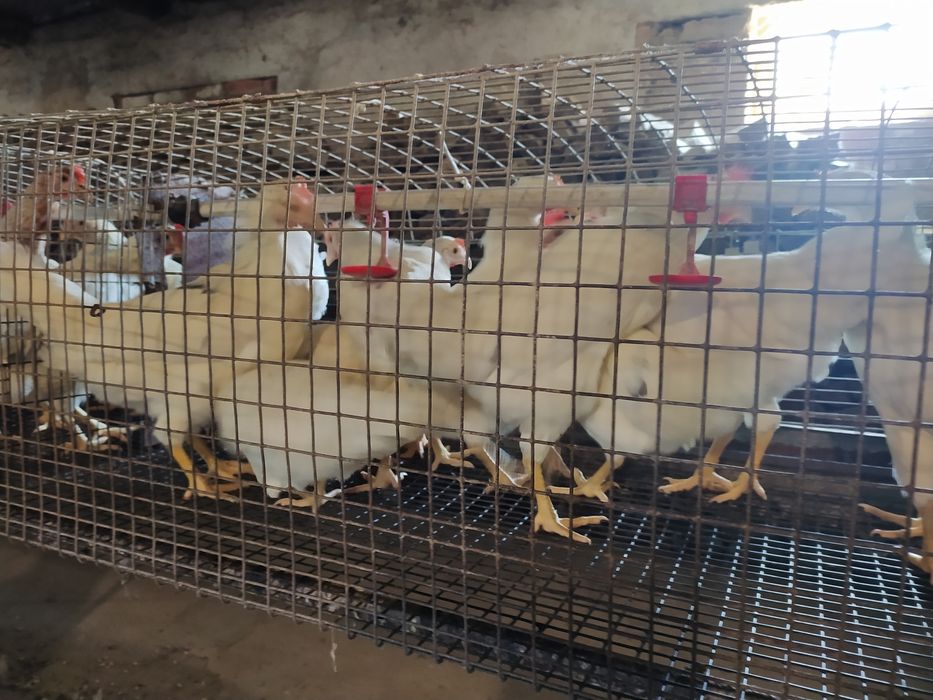 Кури молоді породи Ломан Браун (Кури несушки молоді )