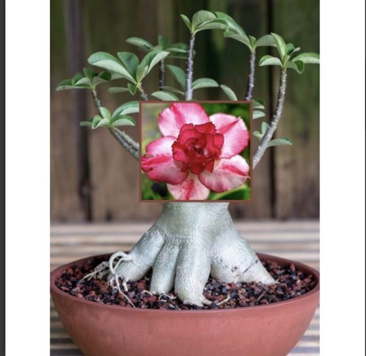 Комнатные цветы адениум