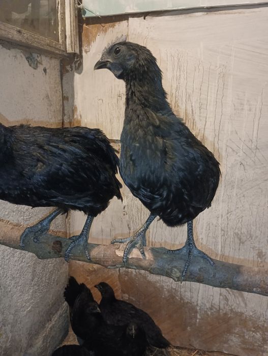 Kury Pary Ayam Cenami