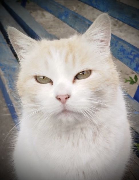 Руденький хлопчик у відповідальну родину