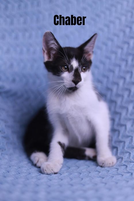 Hej, to ja Łatka - wesoła, ciekawska i zabawowa