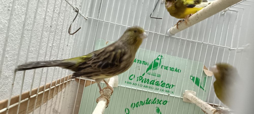 Canários timbrados espanhol