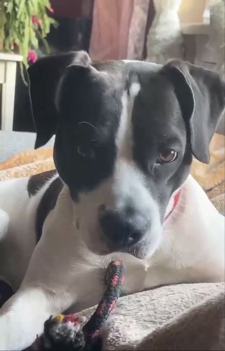 Reproduktor Amstaff / Pitbull
