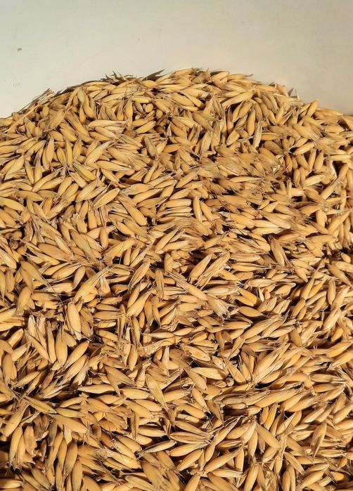 Owies  odmiana bingo