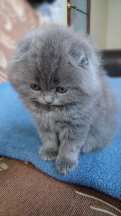 висловухі котики