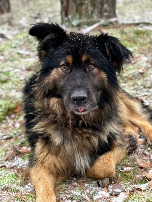 pies w typie owczarek niemiecki