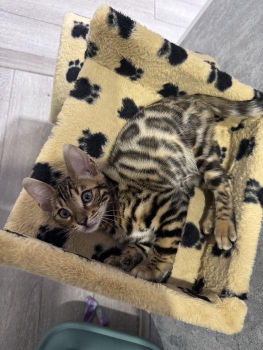 Бенгальские котята