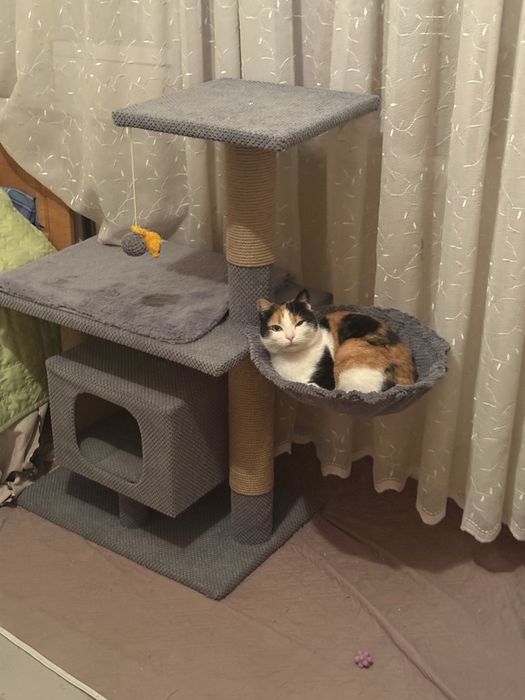 Кішка шукає сімʼю