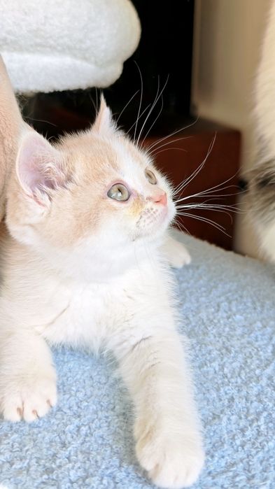 Cudowny brytyjski  kocurek