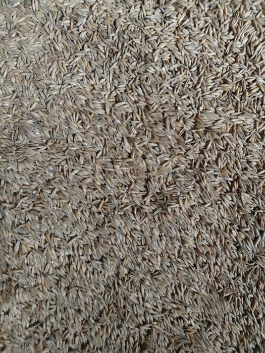 Mieszanka zbożowa(owies+jęczmień).