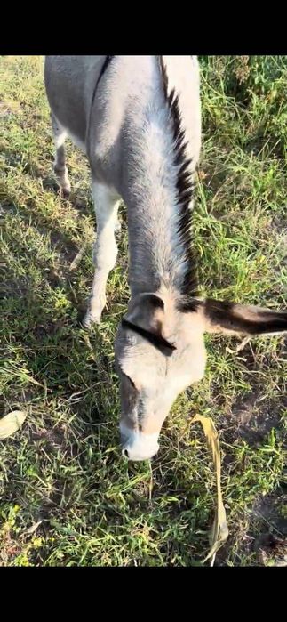 Ослик (вона) тоська 1.5років