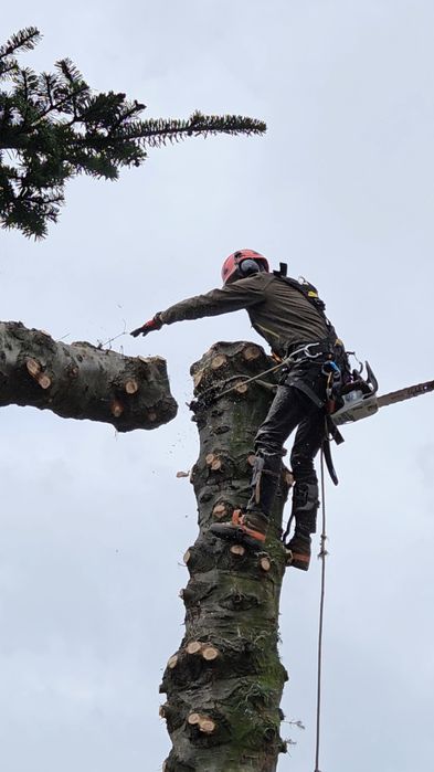 Frezowanie pni, wycinka drzew, uslugi ogrodnicze, glebogryzarka separa
