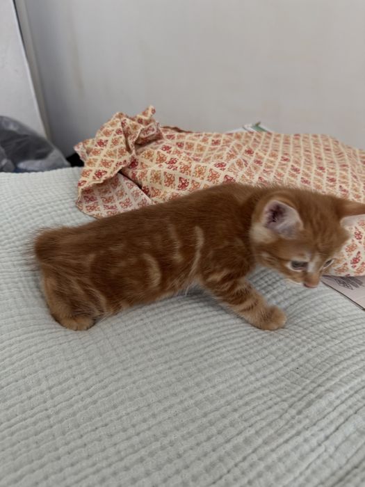 Котята Курильського Бобтейла