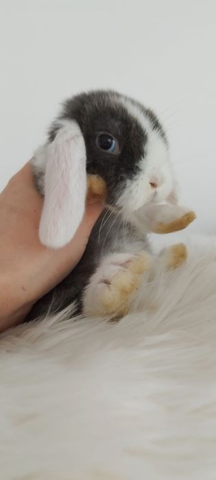 Królik miniaturka baranek miniaturowy mini lop króliczek