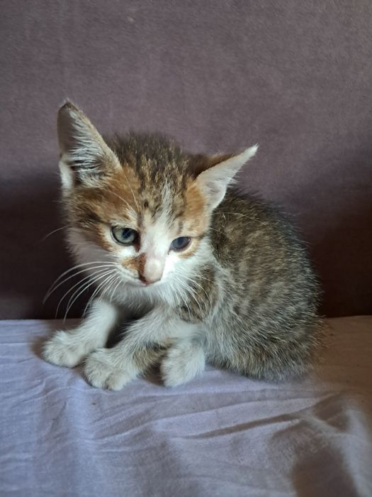 котята (все девочки)