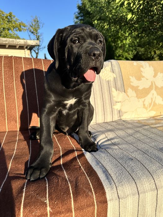 Племінний щенок Кане Корсо, чорний хлопчик 2,5міс