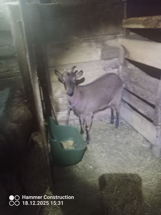 Kozy młode i zakocone