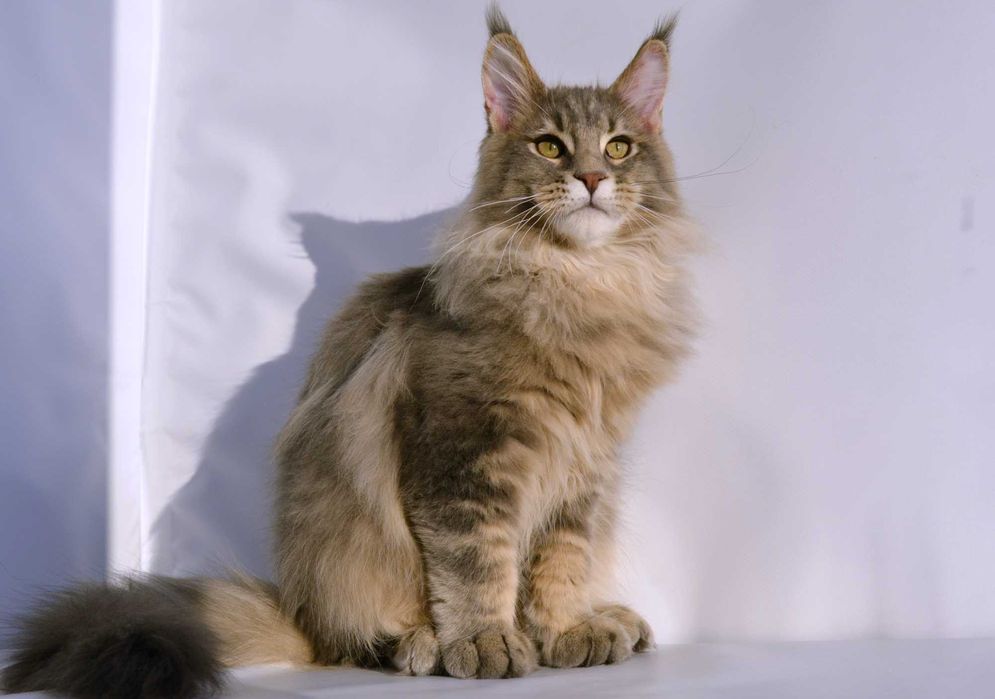 Мейн кун. Мальчик 4 мес.