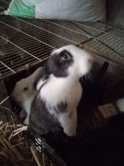 Celhos caseiros  pretos e brancos