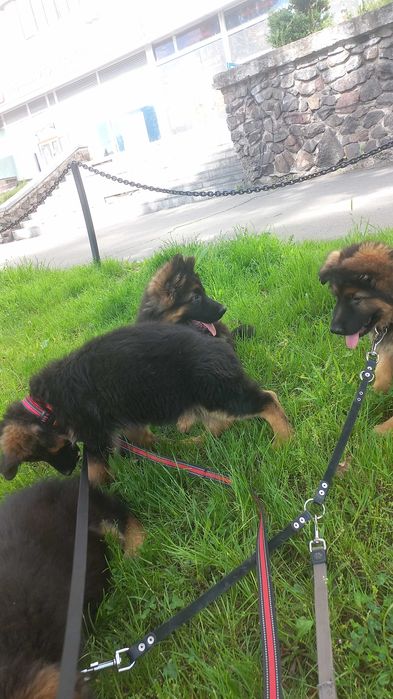 Цуценята довгошерстної німецької вівчарки