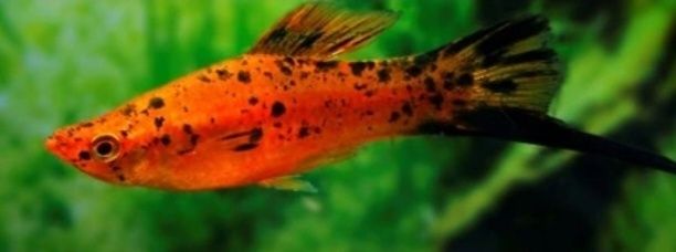 Mieczyki berlińskie