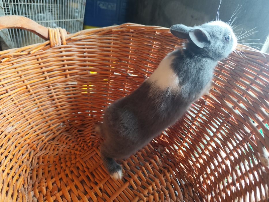 Coelhos anões holandês