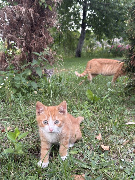 Kocia rodzina szuka domu