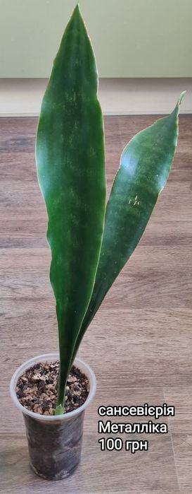 сансевиерия Aethiopica blue