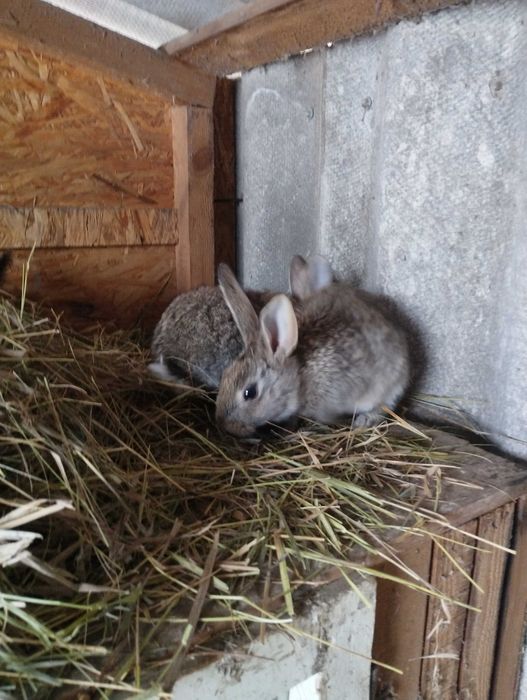 Продам кроликов . Возраст от 1,5 месяцев до 2 х.