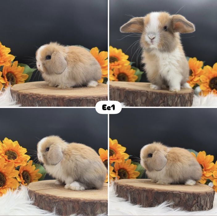 Króliczek Mini Lop
