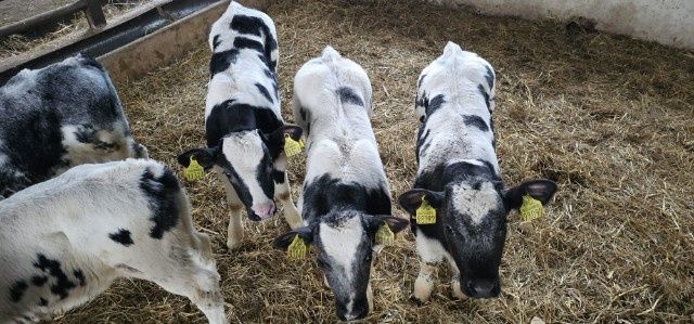 Cielęta Polskie na medal