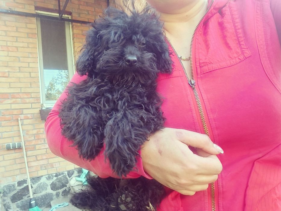Пудель чорна дівчинка